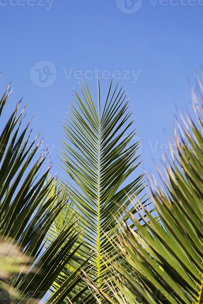 Palm leaves on sky background photo