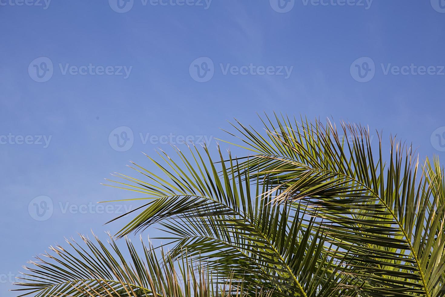 Palm leaves on sky background photo