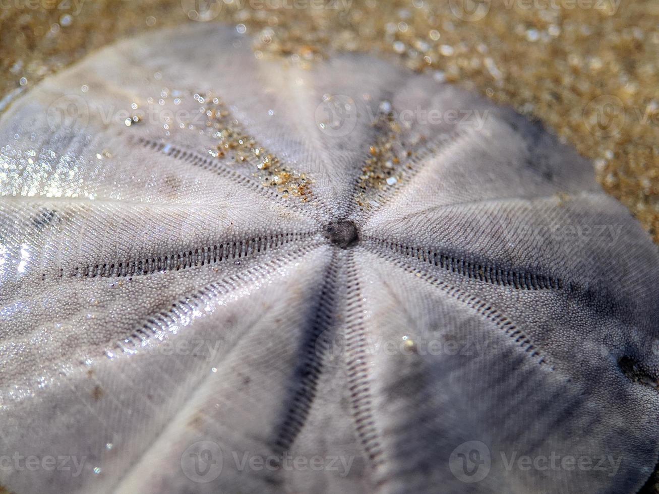 Sand dollar on the beach photo