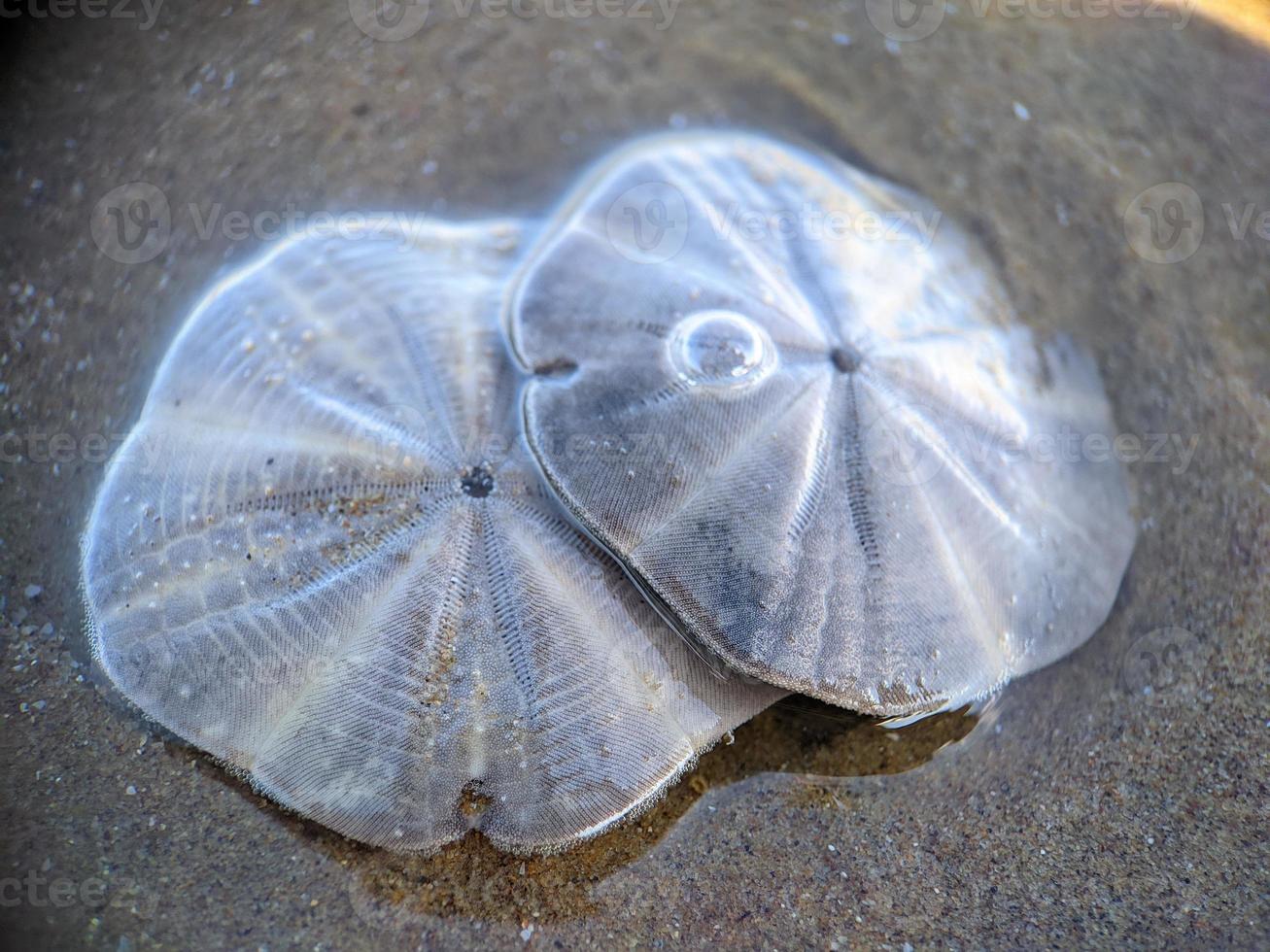 Sand dollar on the beach photo