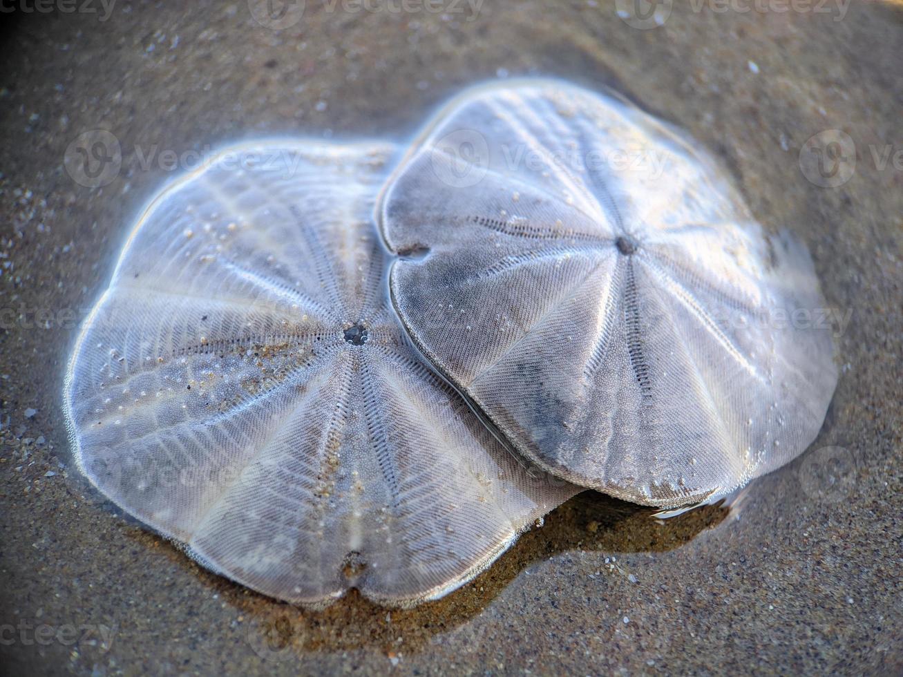 Sand dollar on the beach photo