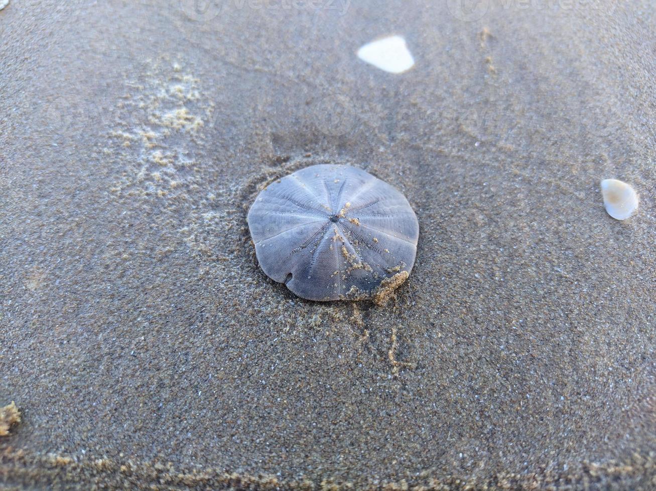 dólar de arena en la playa foto