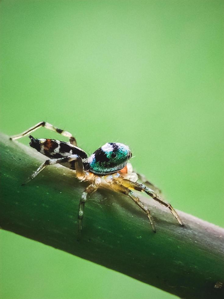 Spider on a branch photo