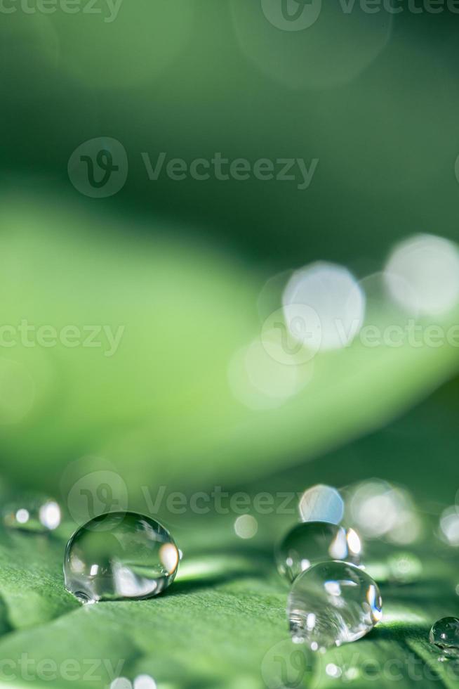 Macro photo of water drops on taro leaves