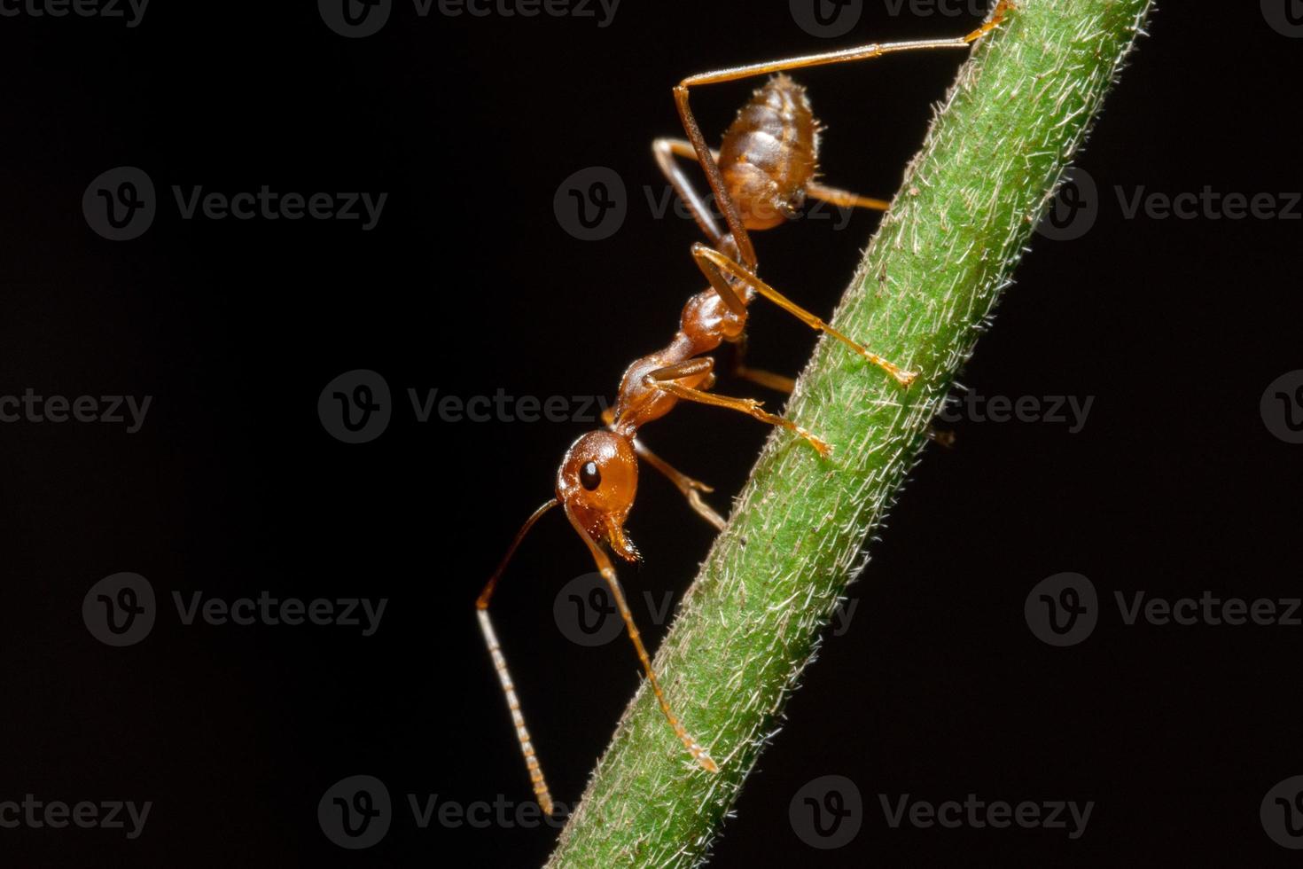 Macro photo of red ants on tree trunk