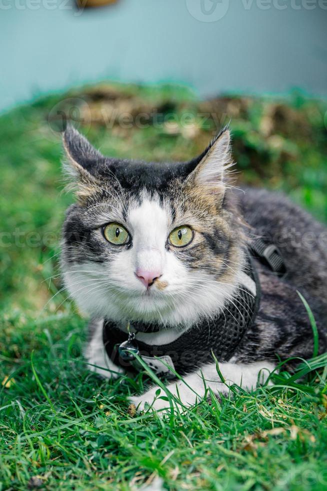 el gato negro esta jugando en el jardin foto