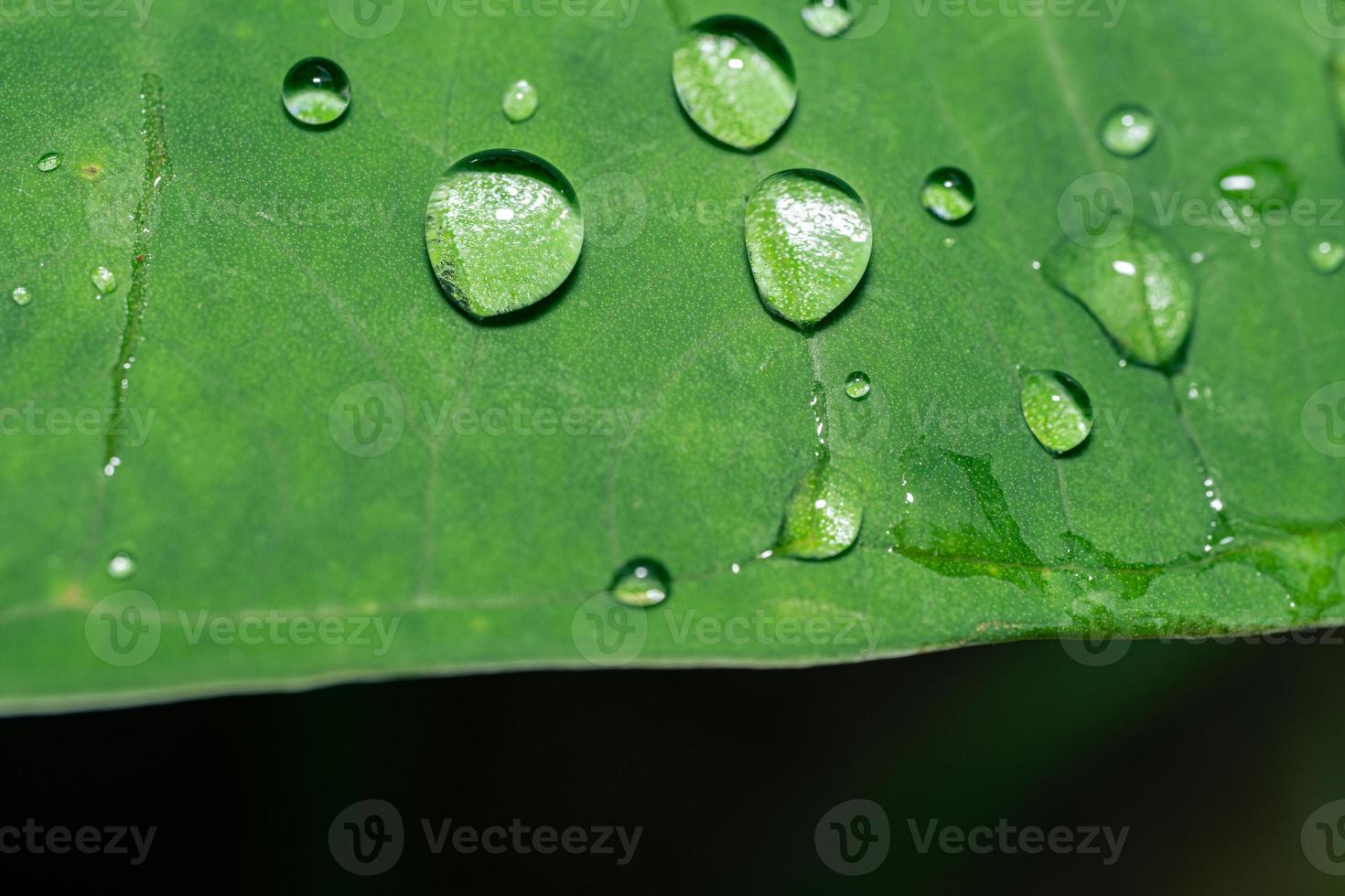 Macro photo of water drops on taro leaves