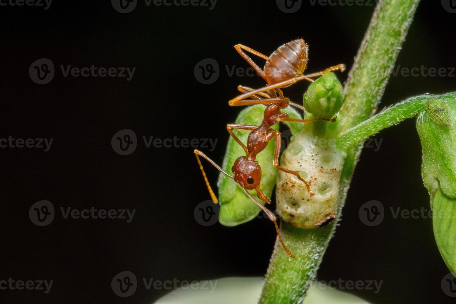 Macro photo of red ants on tree trunk