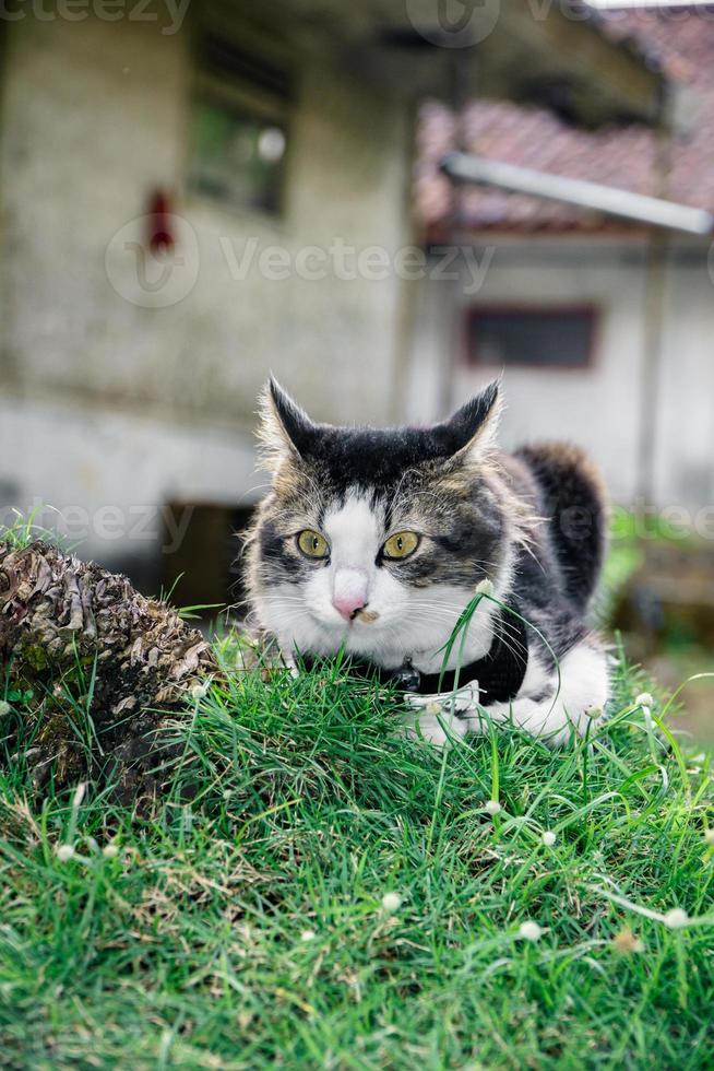 el gato negro esta jugando en el jardin foto