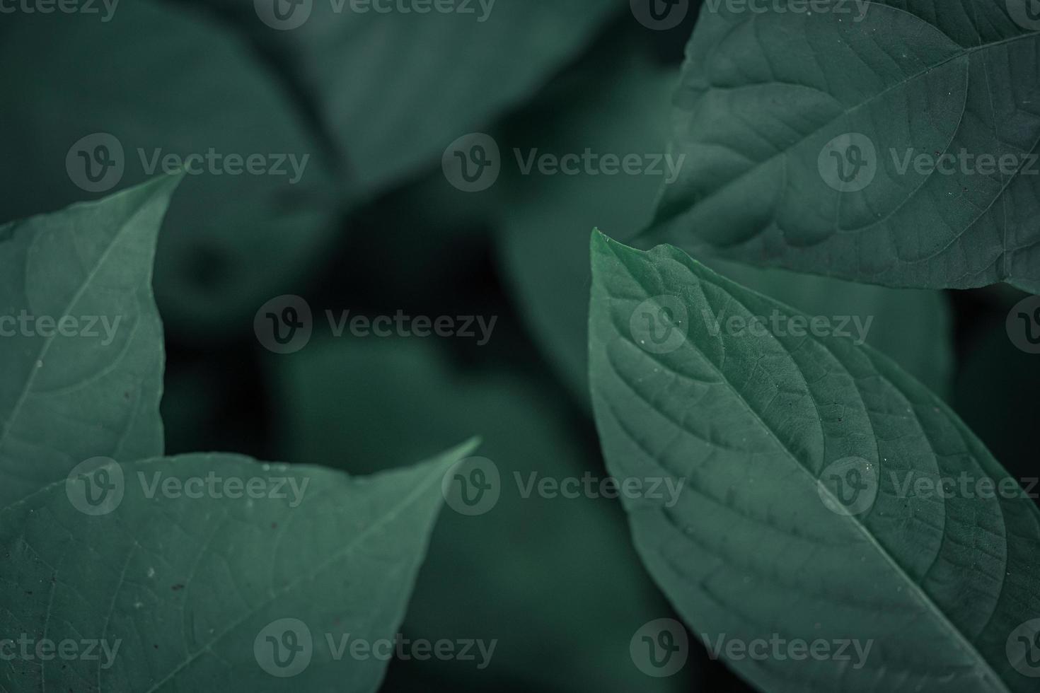 Green leaves pattern background, Natural background and wallpaper photo