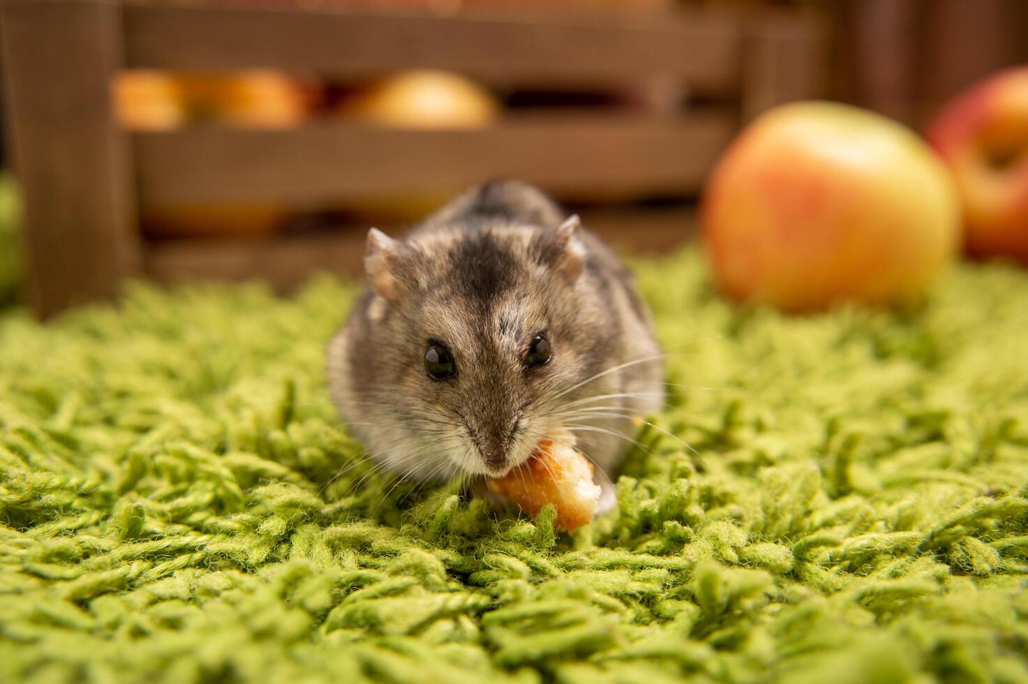 little pet hamster 10197500 Stock Photo at Vecteezy