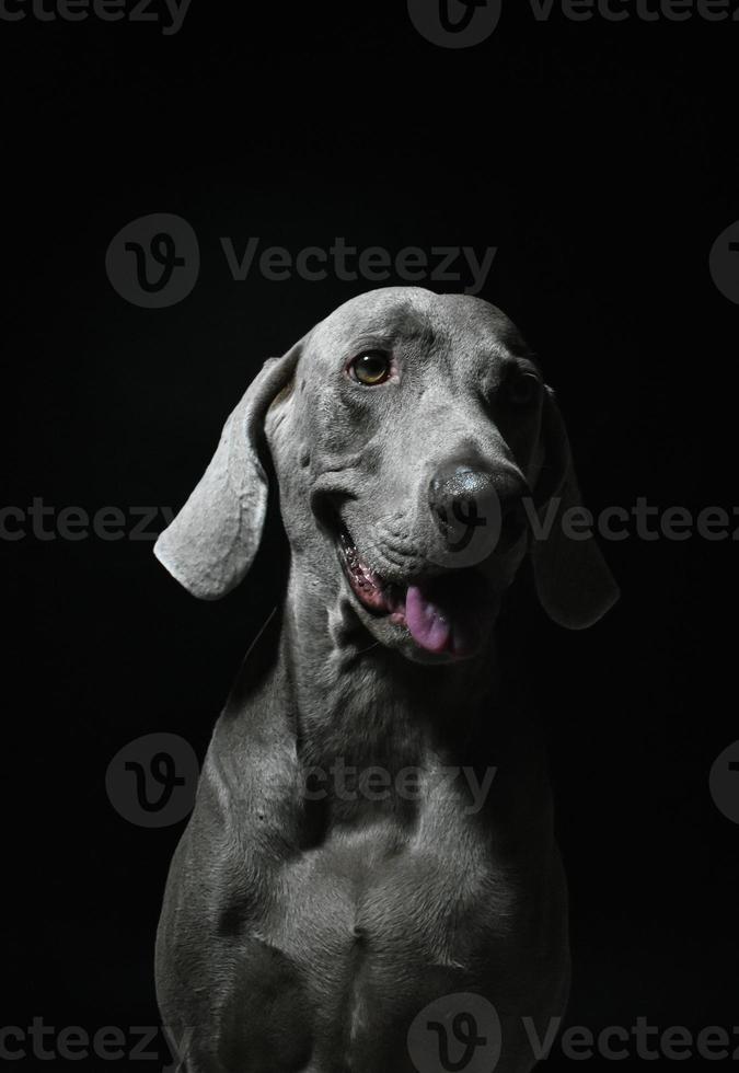 Weimaraner Dog Face photo