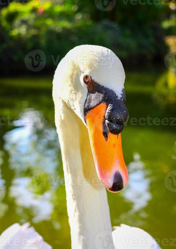 White Cygnus Close Up Photography photo