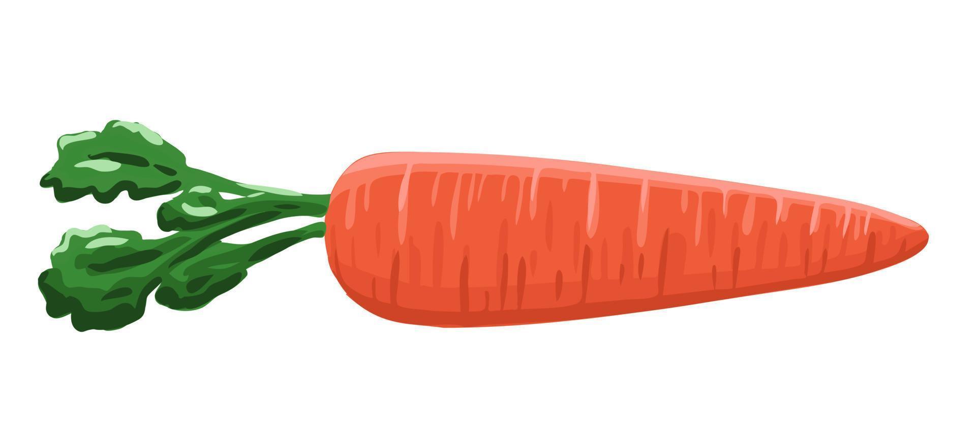 Carrot in cartoon style vector