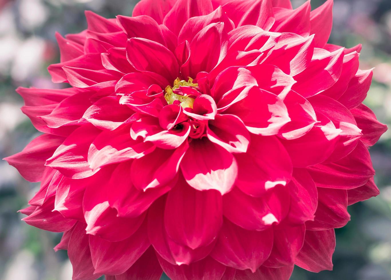 Closeup of red dahlia flower with retro filter effect photo