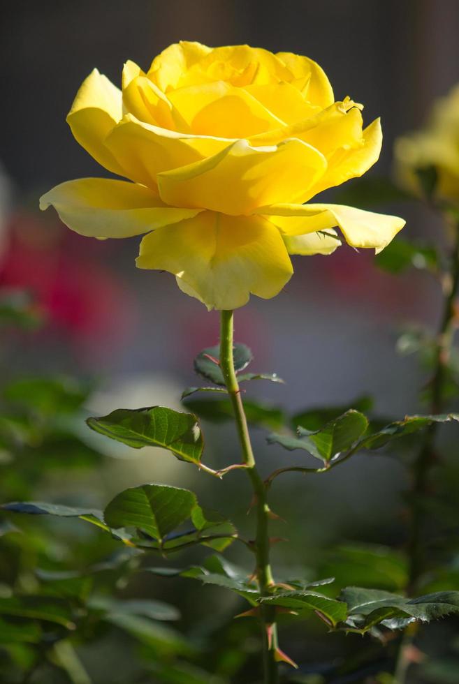 yellow rose flower in a garden 10200533 Stock Photo at Vecteezy