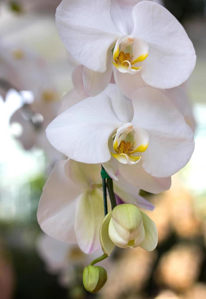 flor de orquídea phalaenopsis blanca foto