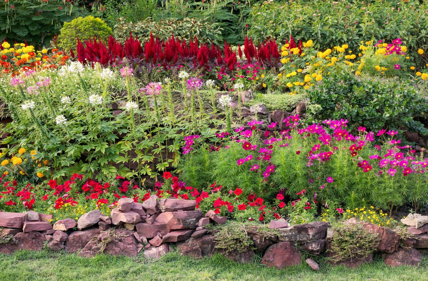 colorful flower in the garden photo