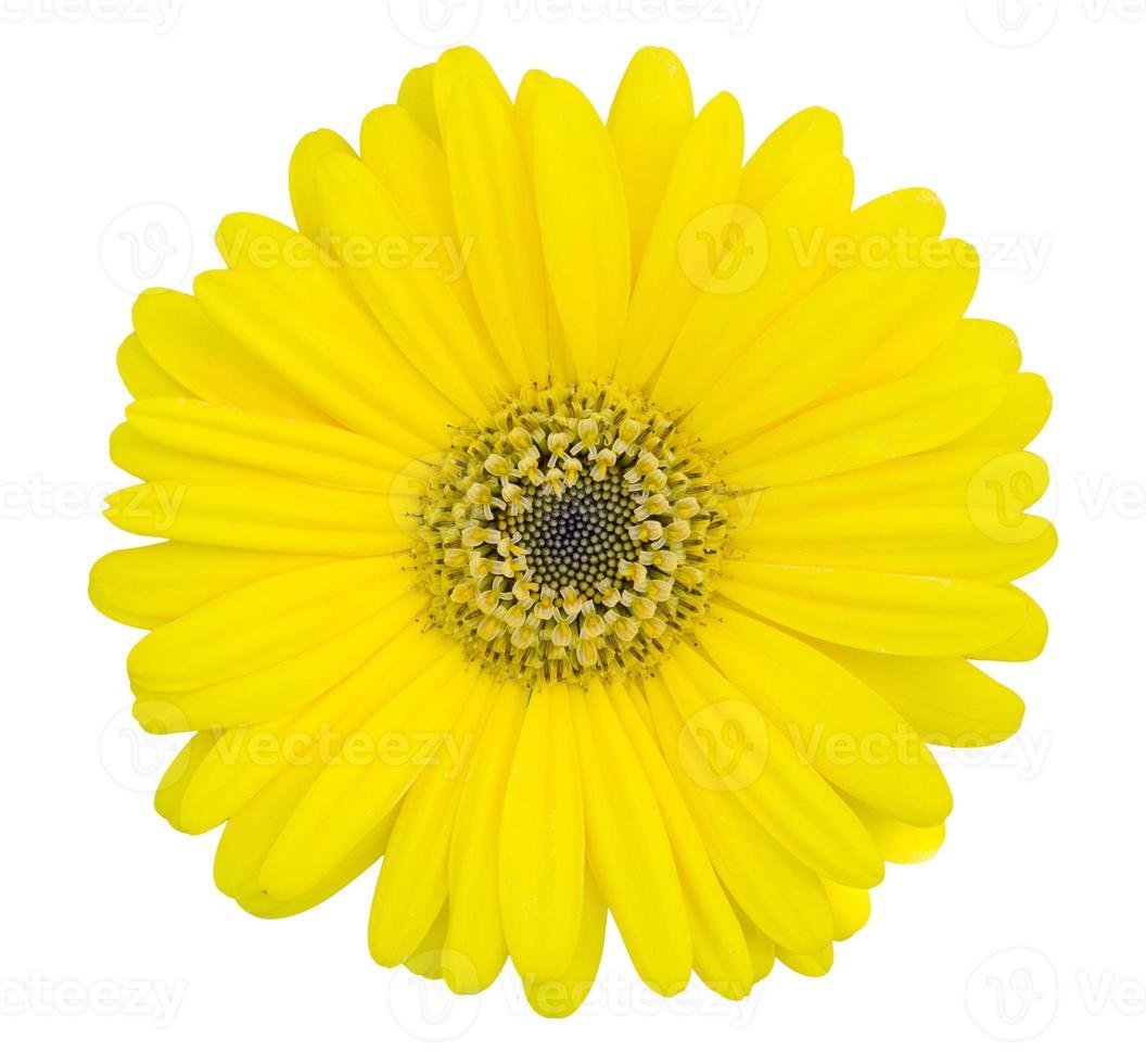 flor de gerbera amarilla aislada en blanco con camino de recorte foto