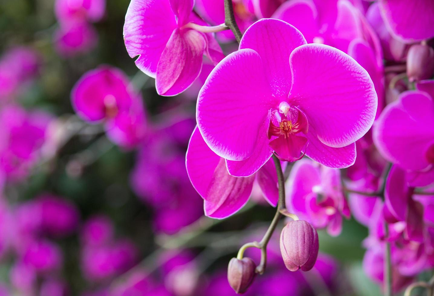 pink phalaenopsis orchid flower photo