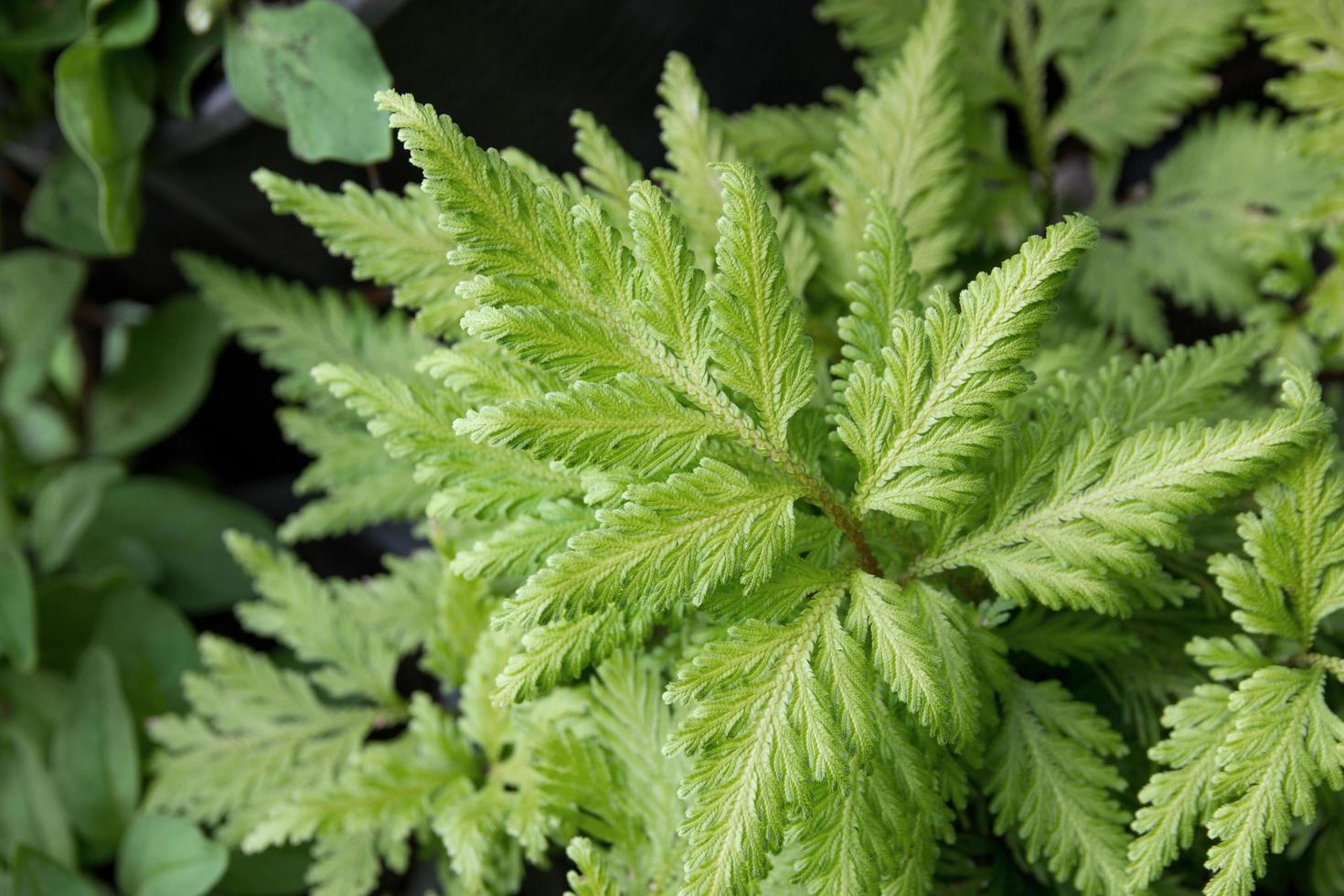 hoja de helecho en el jardín foto