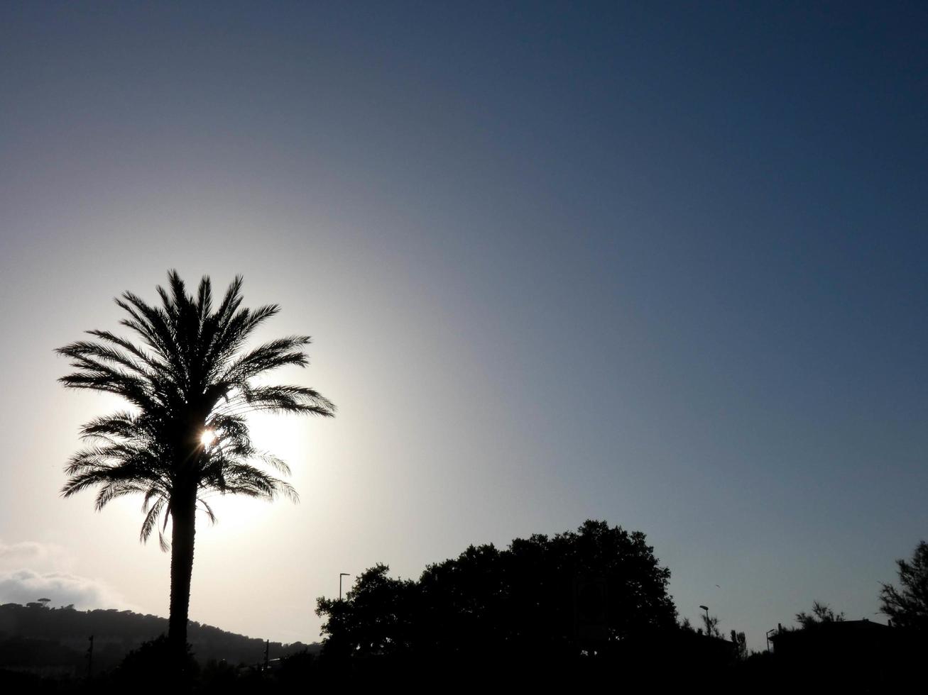 Backlit tropical palm trees against a sky background photo