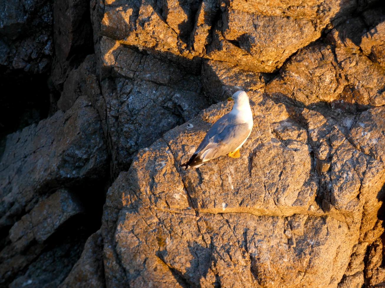 gaviotas en los acantilados de la costa brava, españa foto