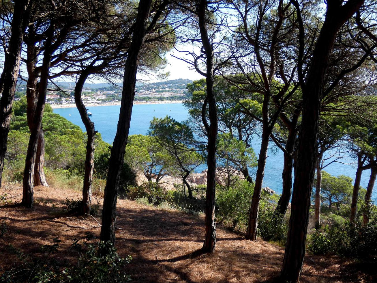 Coastal path in the Costa Brava, pine forest and blue sea area. photo