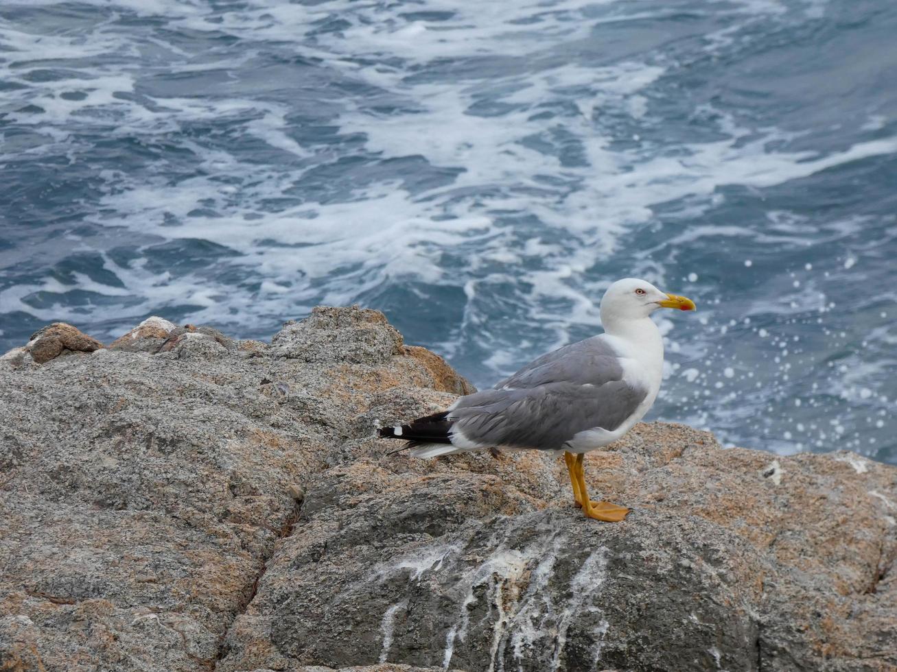 Light-plumaged gulls typical of the Catalan Costa Brava, Mediterranean, Spain. photo