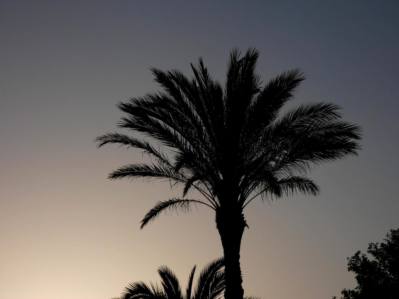 palm trees silhouetted against a blue sky background photo