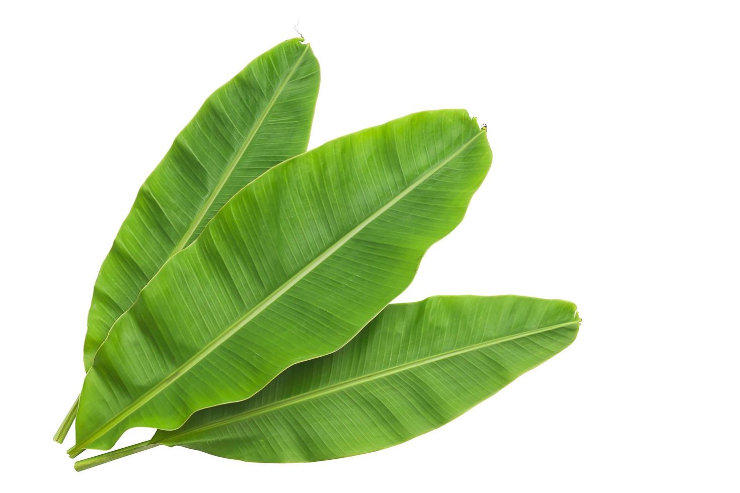 Banana leaves isolated over white photo