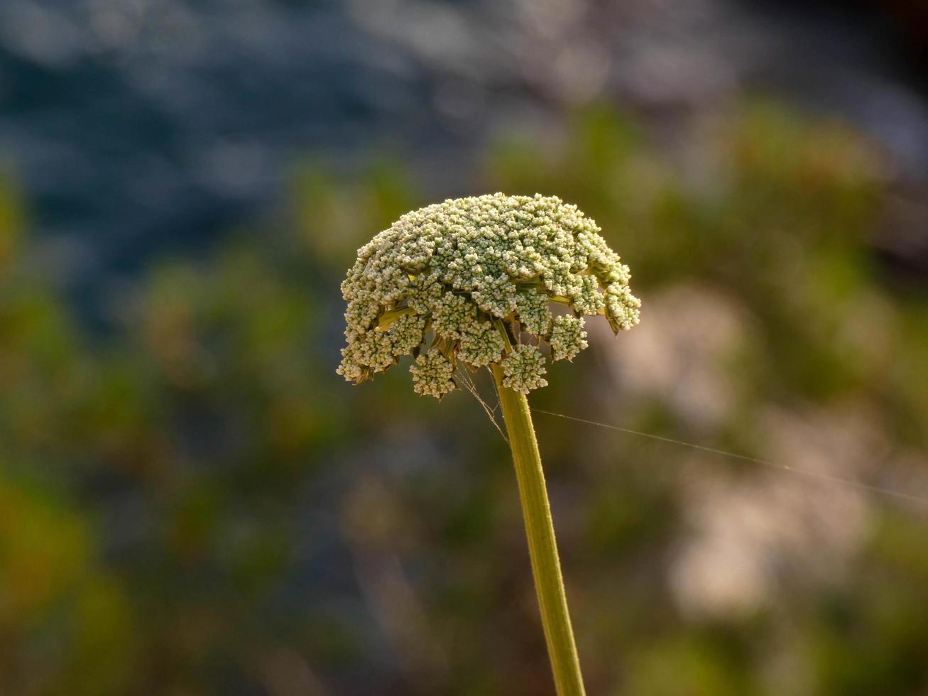 plants and flowers typical of the mediterranean area photo