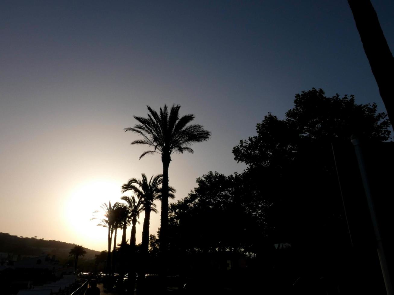 palmeras retroiluminadas en la costa brava catalana foto