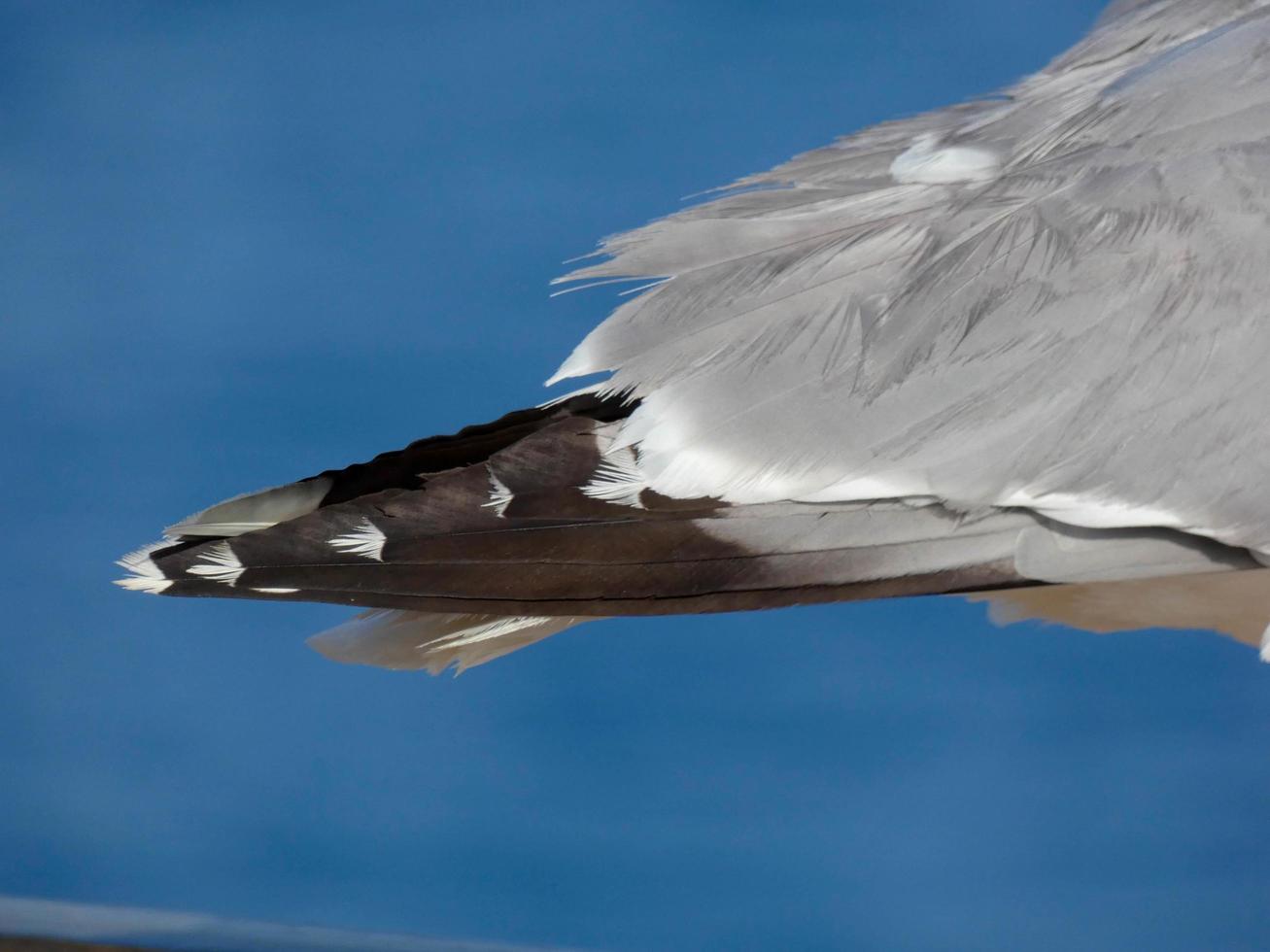 Seagulls over the blue mediterranean sea on the catalan costa brava photo