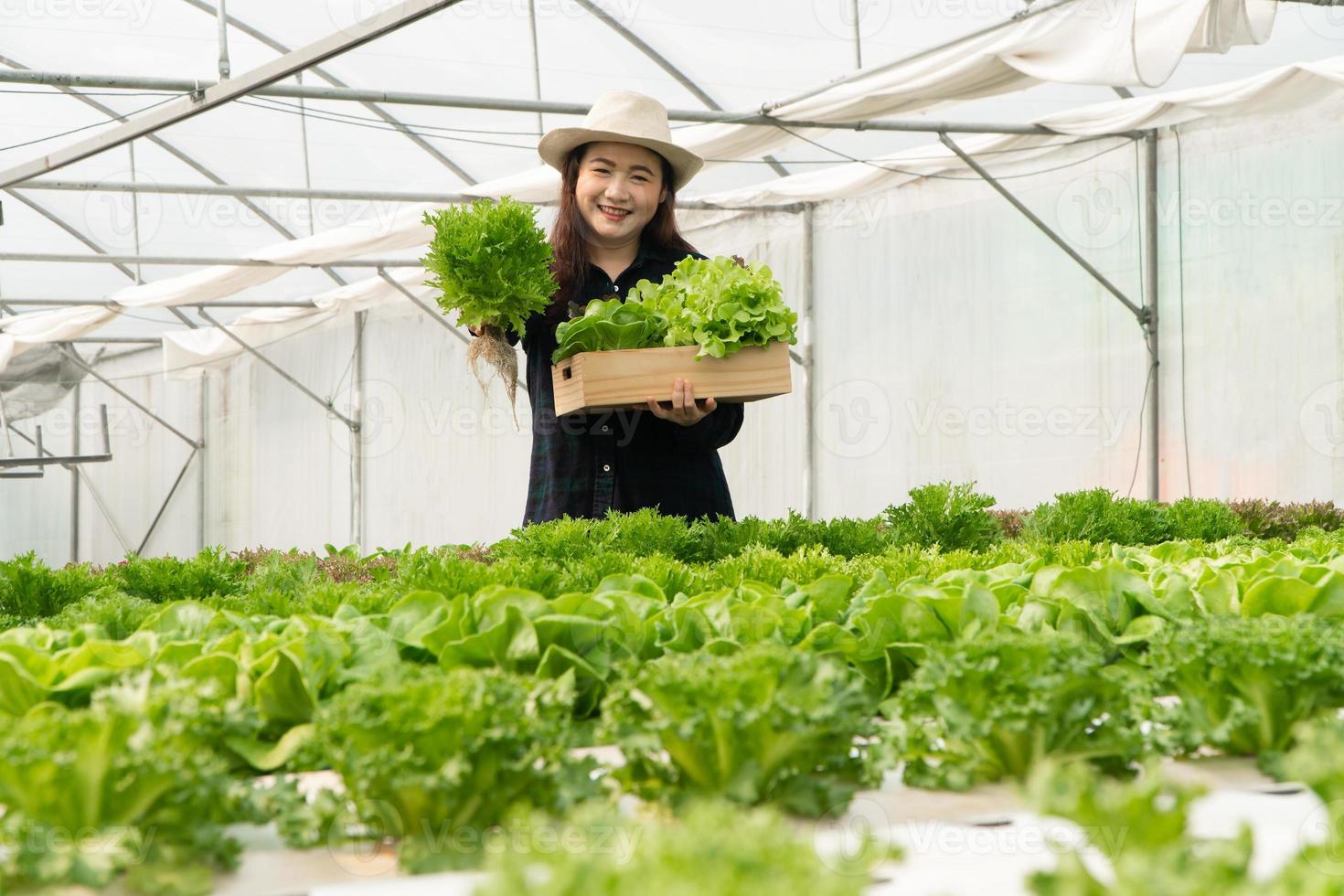 Asian woman farmers harvest fresh salad vegetables in hydroponic plant system farms in the greenhouse to market. Concept of fresh vegetables and healthy food. Business and Agricultural industry. photo