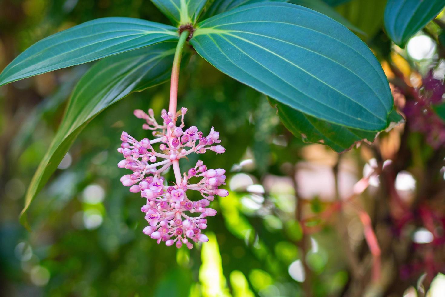 Beautiful flowers of medinilla cummingii or chandelier tree are blooming in the garden and is a species of flowering plants in the family Melastomataceae. photo