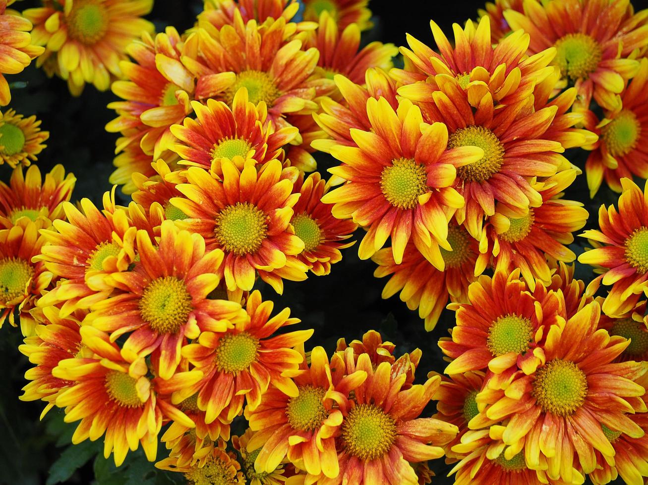 Yellow colored chrysanthemums with red on the petals in full bloom photo