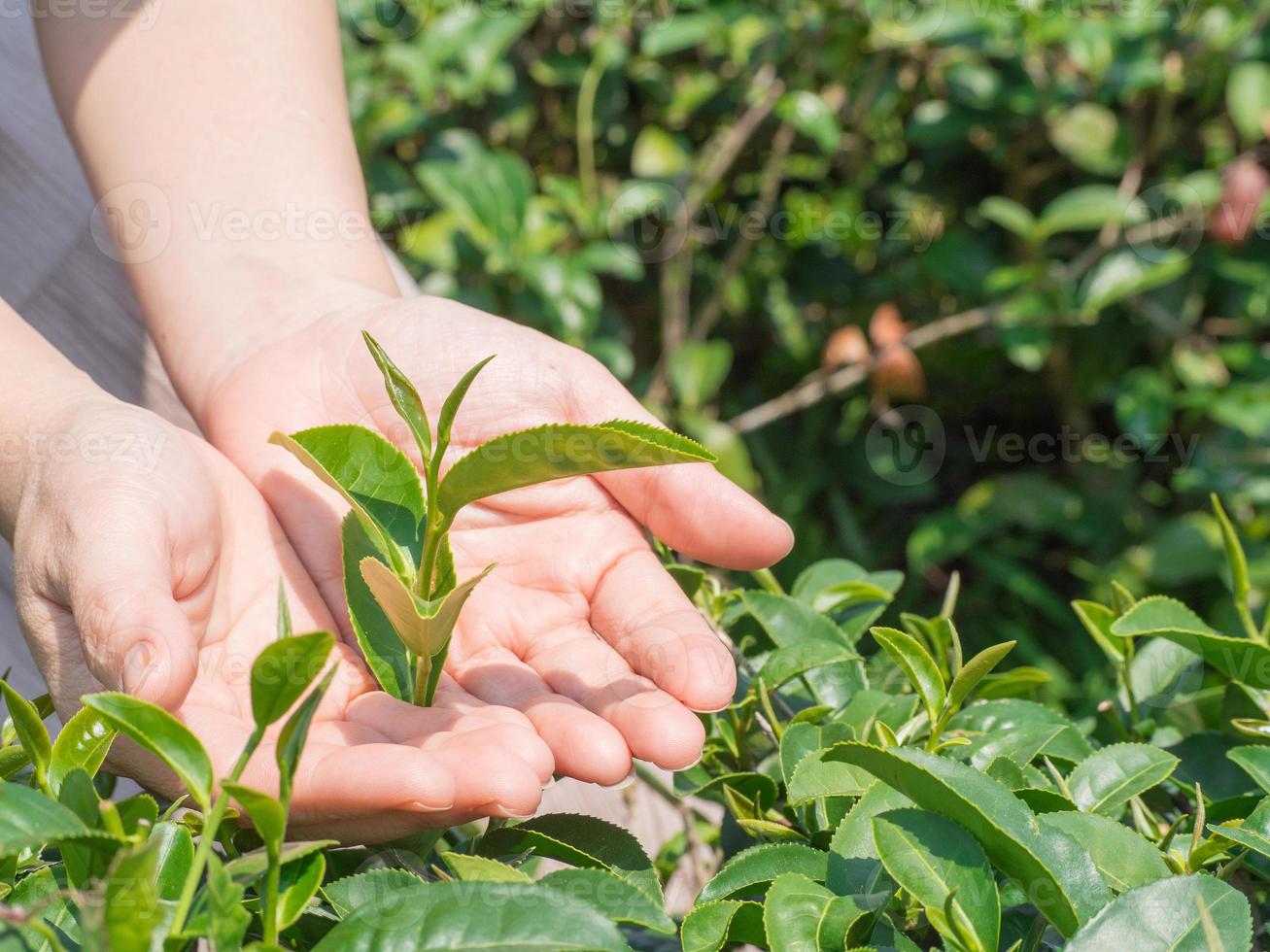 las manos de la mujer protegen sosteniendo la hoja de té verde en la plantación de té foto