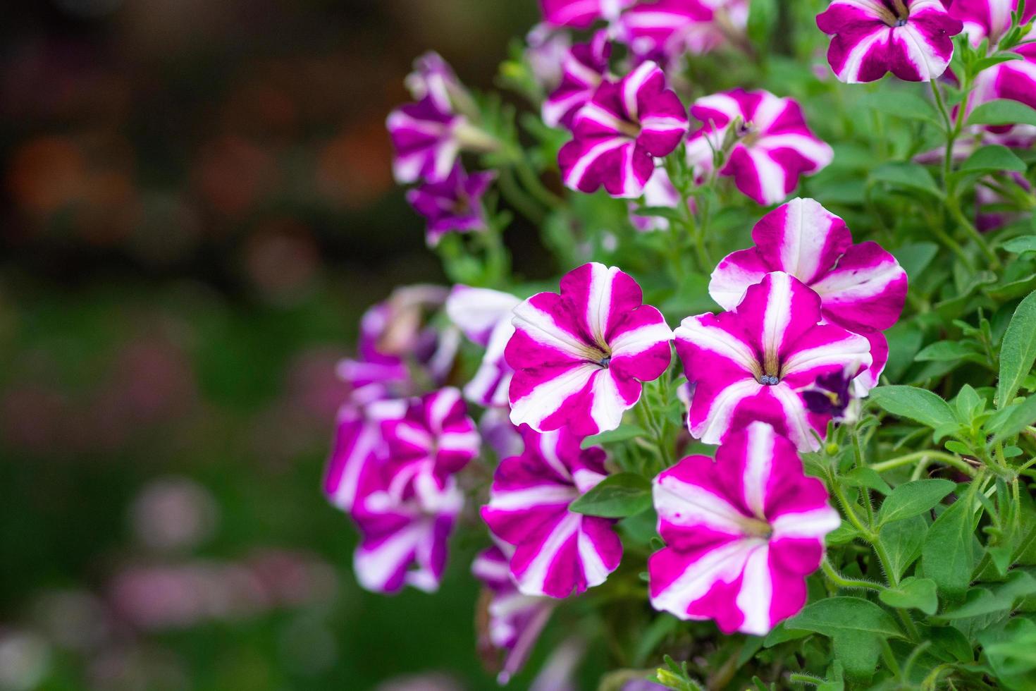 Close-up of beautiful phlox blooming in the garden photo