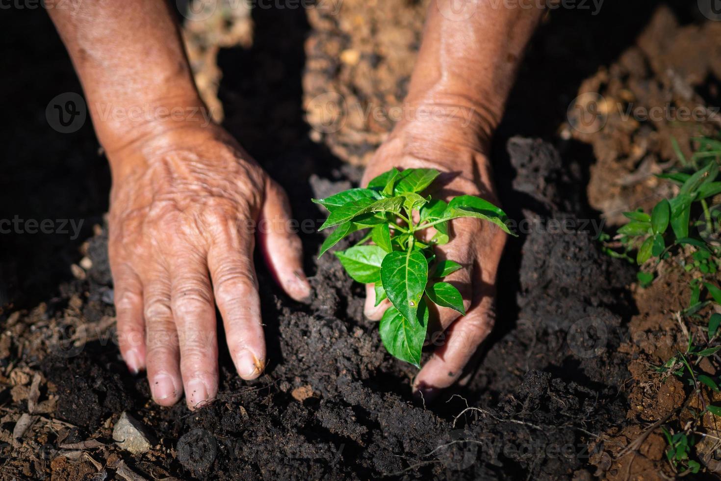 Close-up of hands senior man planting sprout in soil photo