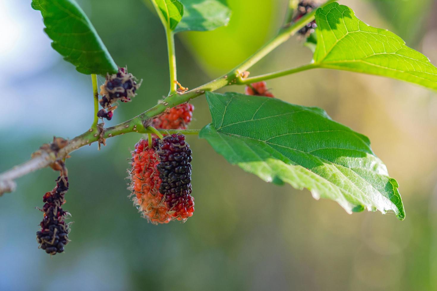 primer plano de moras frescas colgando de la rama de un árbol con fondo verde de la naturaleza foto