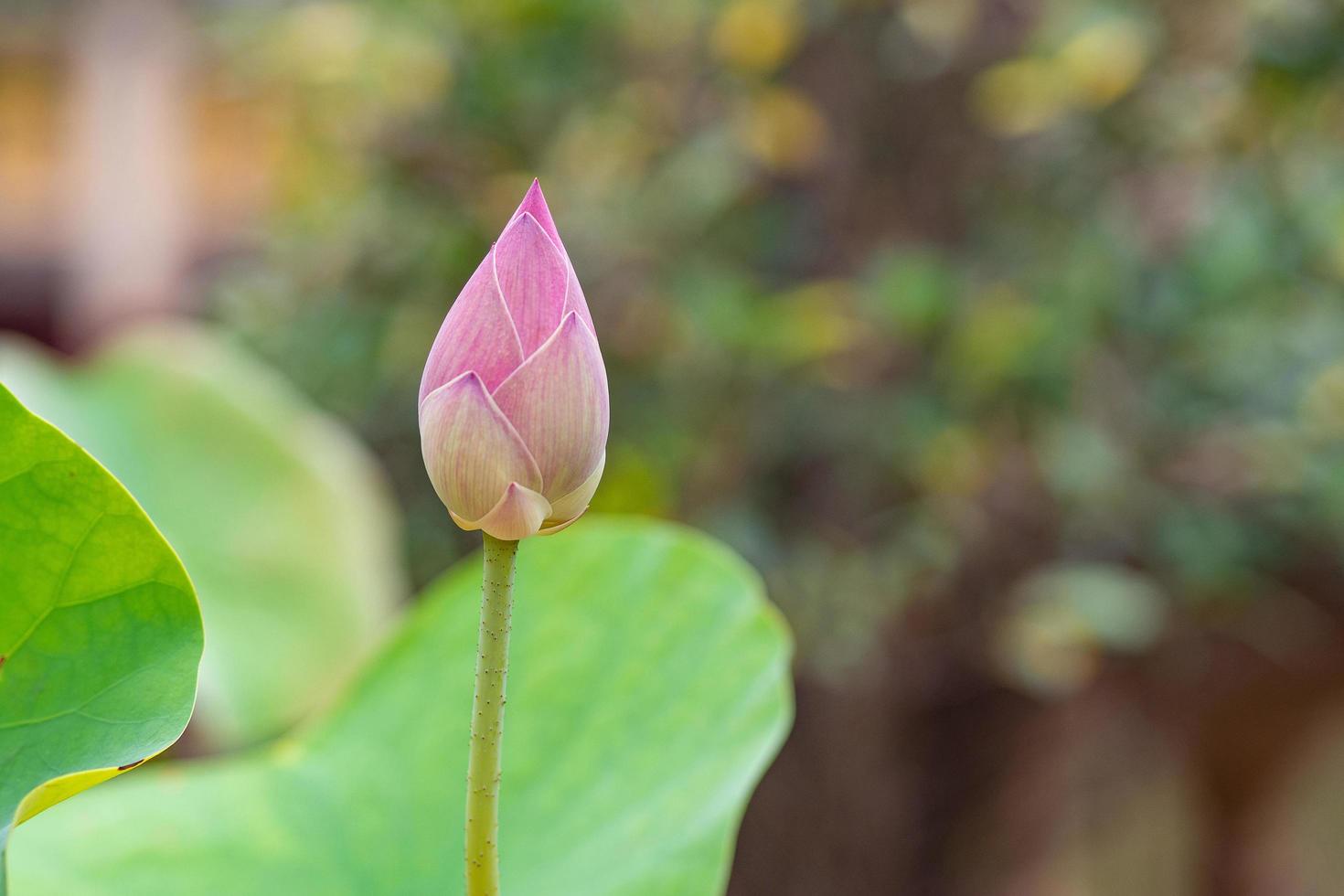 una flor de loto de capullo rosa con fondo natural foto