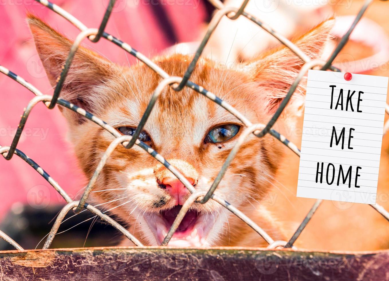 Pet shelter - cats and dogs behind a fence photo