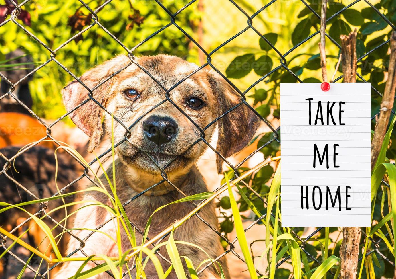 Pet shelter - cats and dogs behind a fence photo