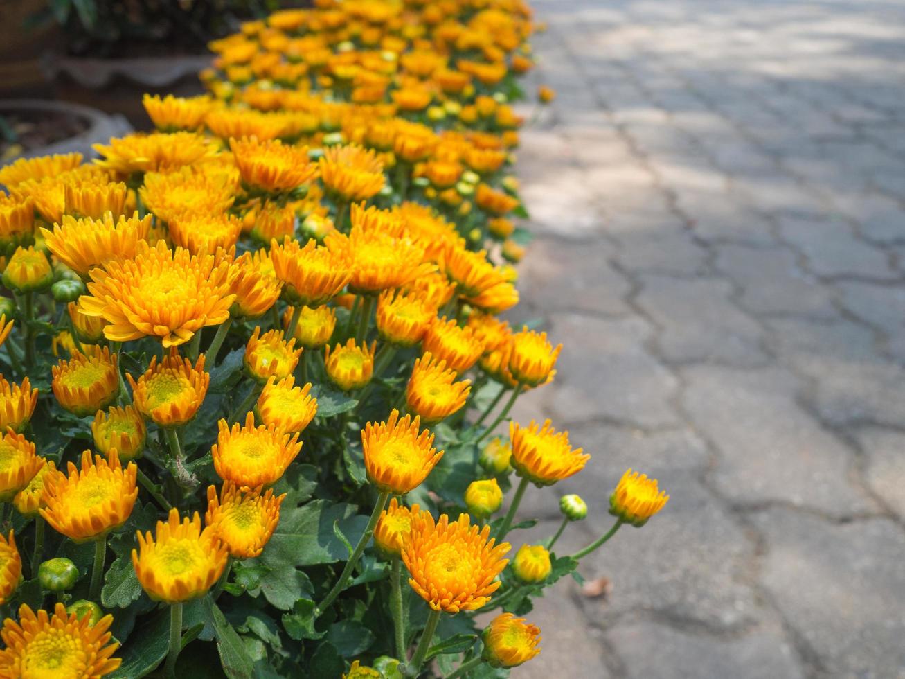 crisantemos amarillos en el jardín. foto