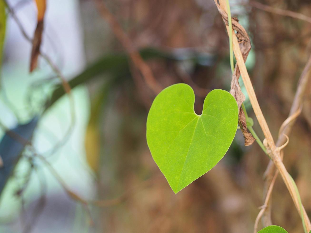Green heart shape vine leaf of Aristolochia ringens photo