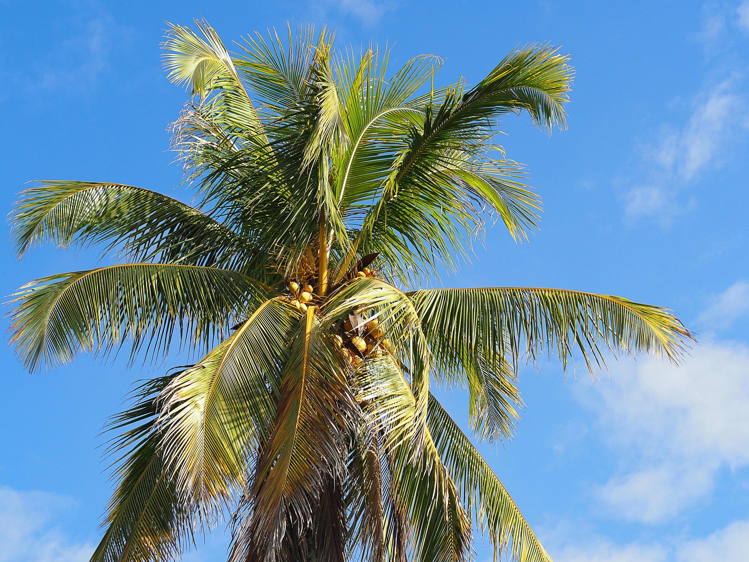Top view of fresh coconuts hanging on coconut tree with blue sky and
