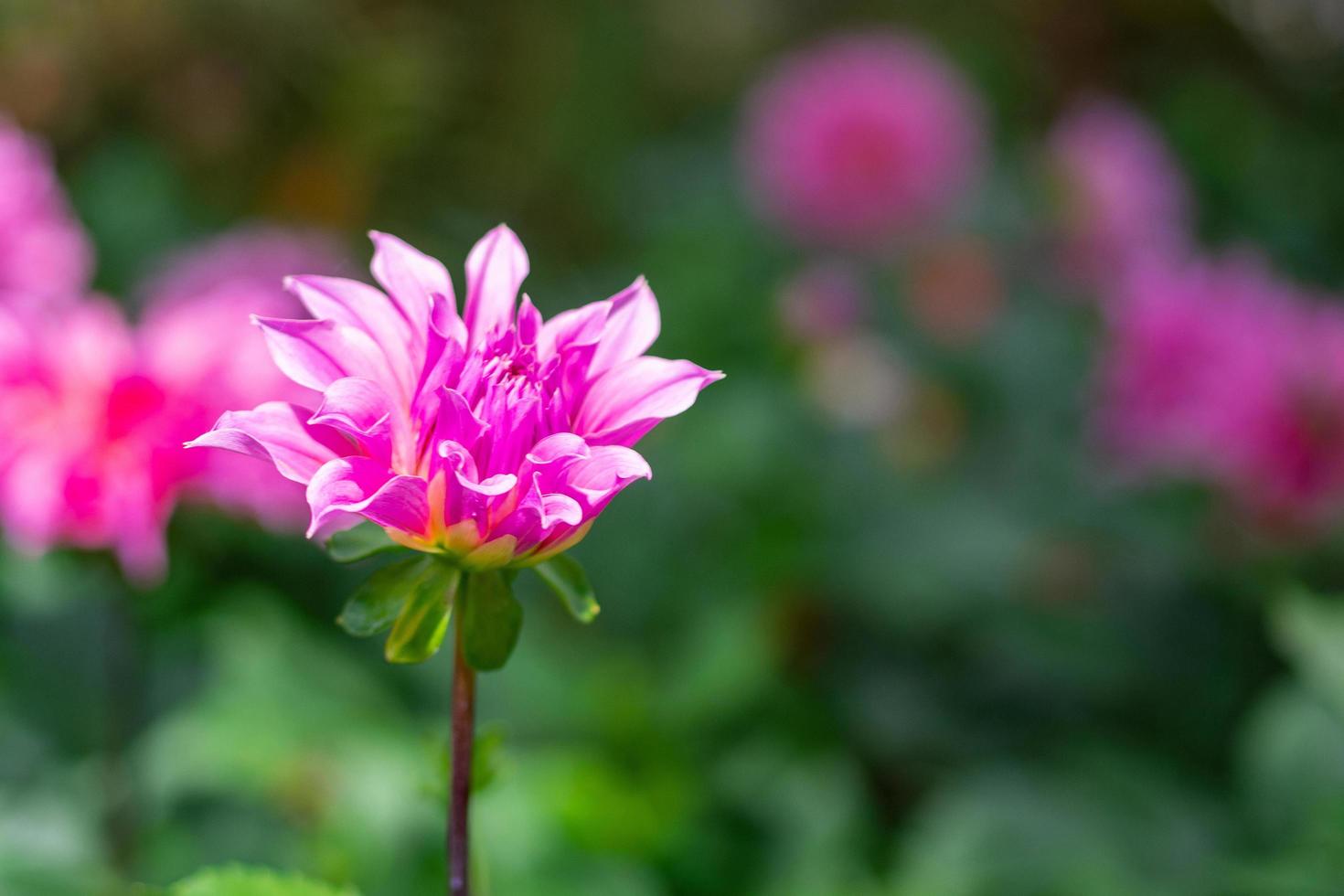 Beautiful pink dahlia flower are blooming in the garden photo