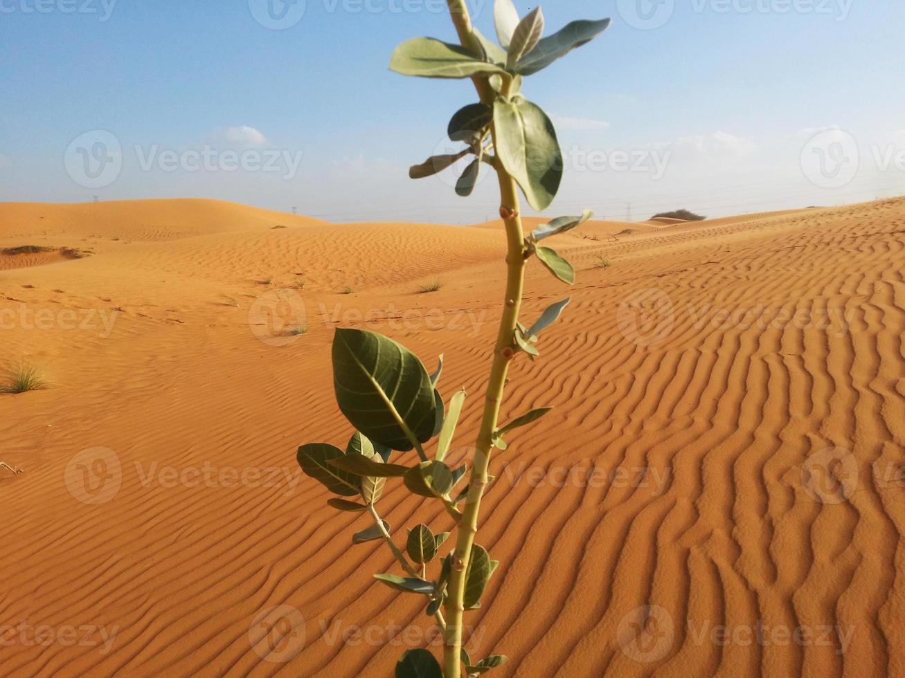 Sand dunes in the desert photo