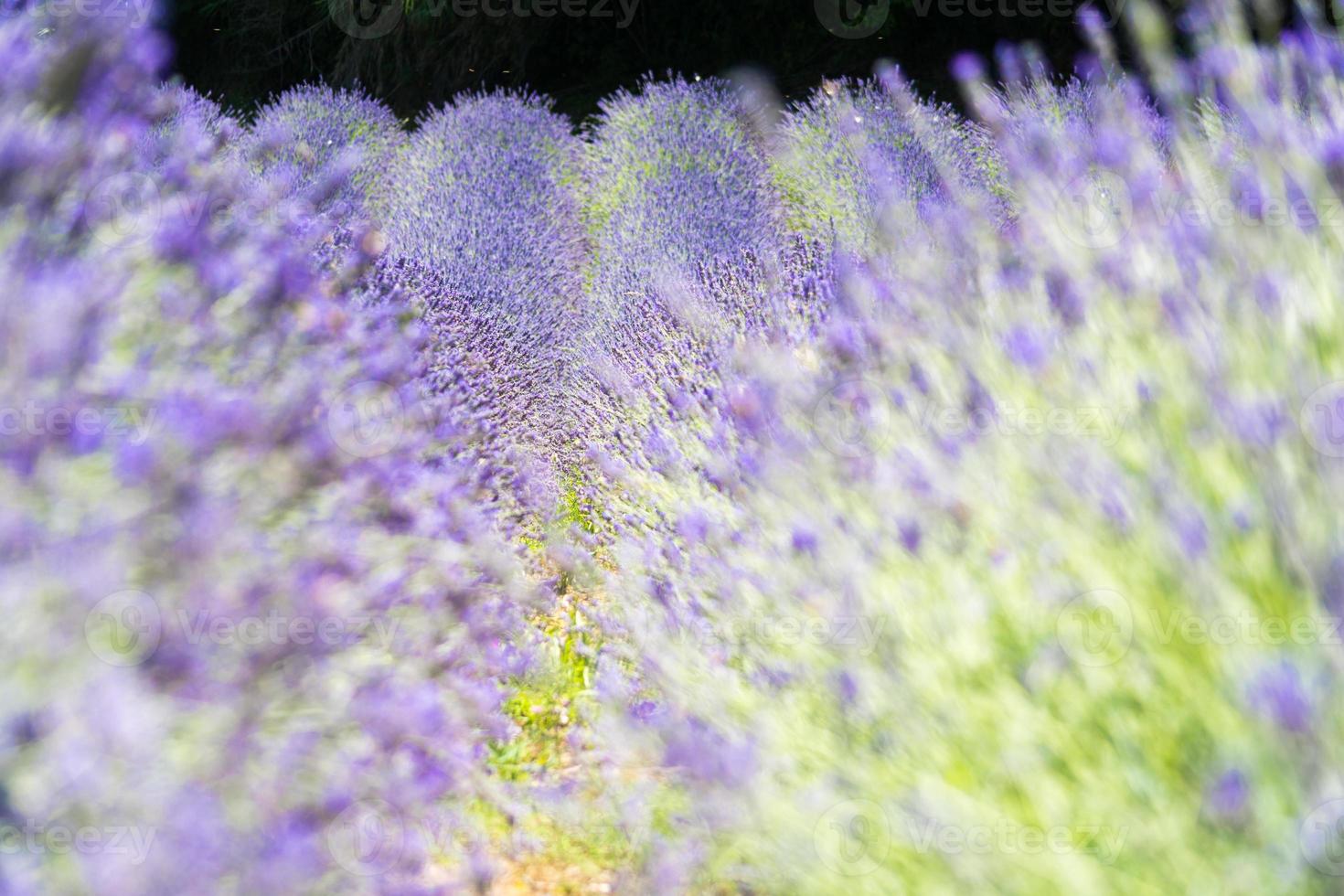 Lavender field in Italy photo